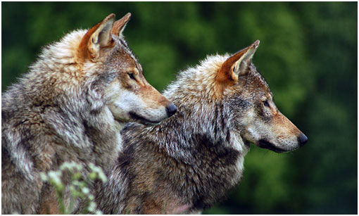 Wolves survival primitive instinct